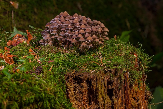 Mushroom Gummies for Focus