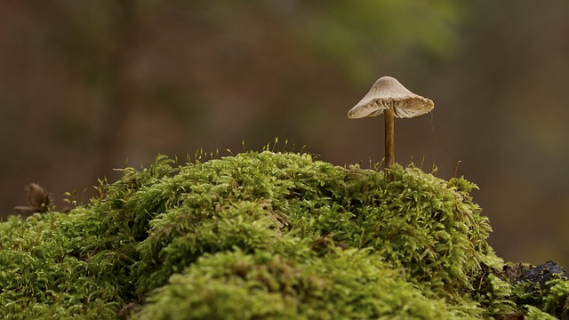 Mushroom Gummies for Focus