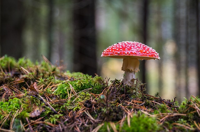 mushroom-gummies-for-focus-640x480-58877378.jpeg
