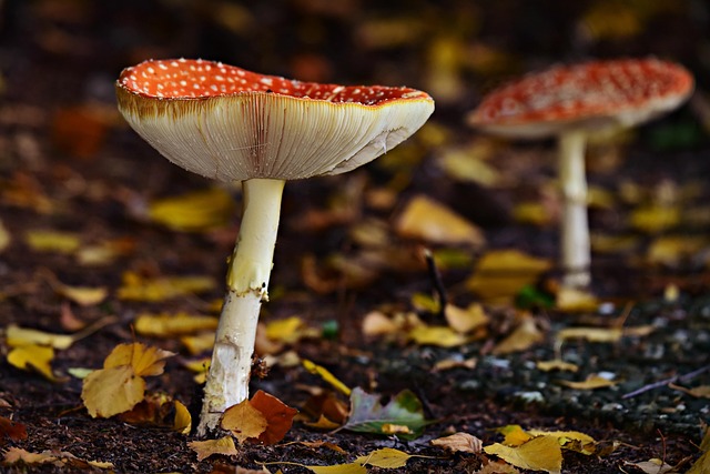 Mushroom Gummies for Focus