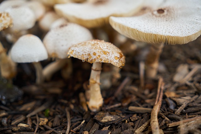 Mushroom Gummies for Focus