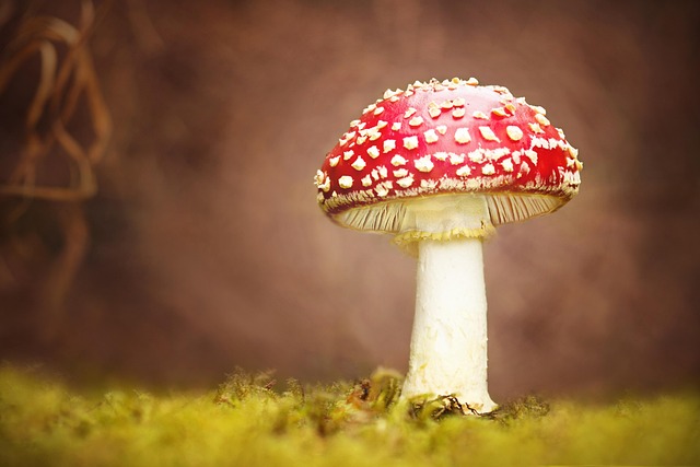 Mushroom Gummies for Focus