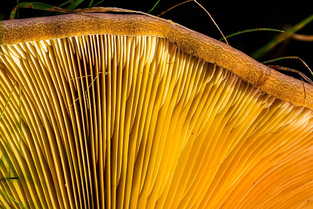 Mushroom Gummies for Focus