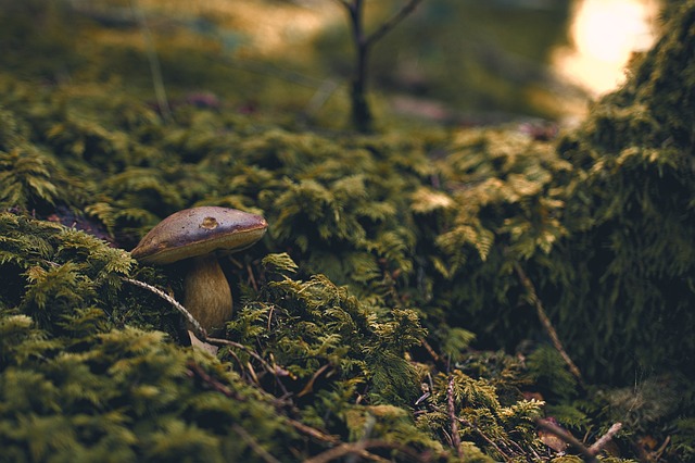 Mushroom Gummies for Focus