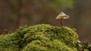 Mushroom Gummies: Boost Immune System, Enhance Focus, and Optimize Wellness