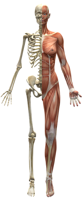 Non-Surgical Body Sculpting