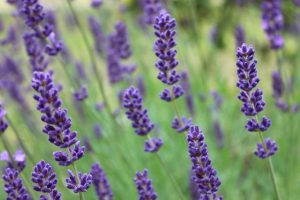 Natural Odor Removal: Tackling Pet Scent Challenges at Home