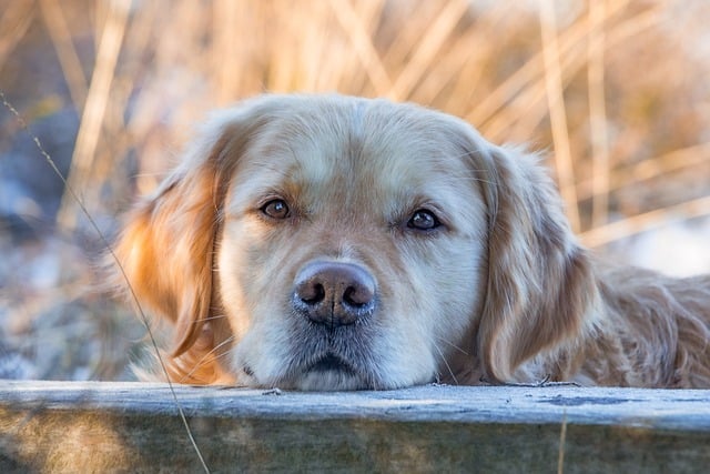 online pet marketplace