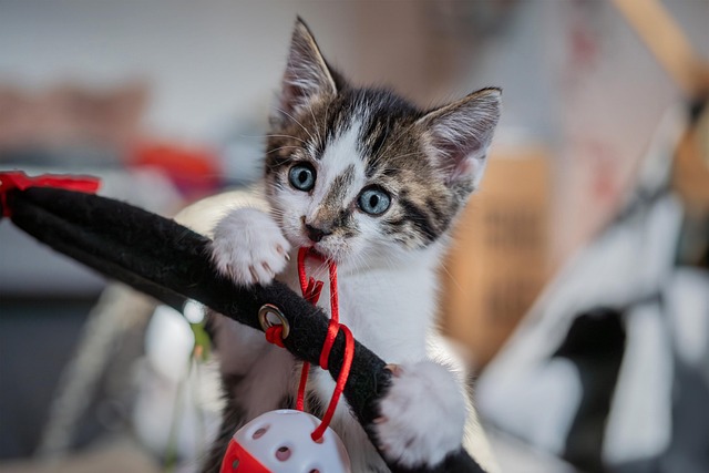 online-pet-marketplace-640x480-53841138.jpeg