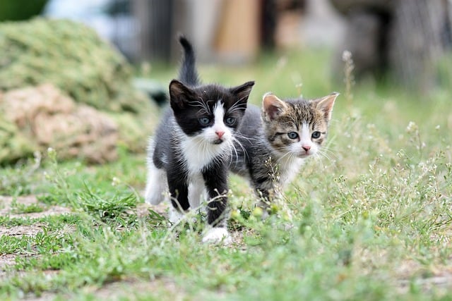 online pet marketplace