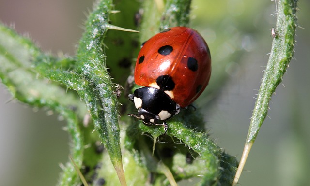 Pest Control