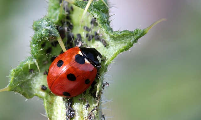 Pest Control