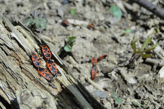 pest control for ants