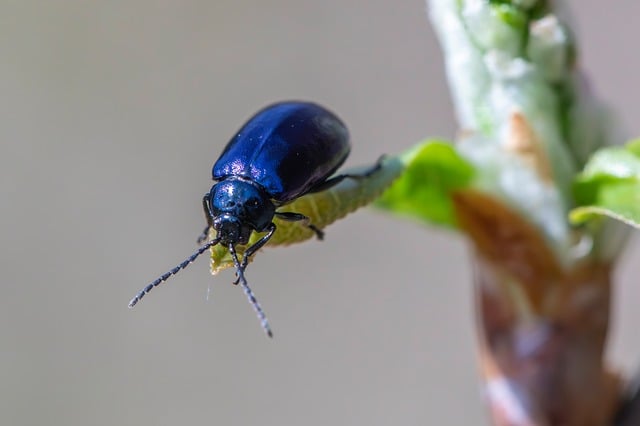 pest control for ants