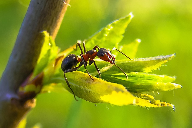 pest control for ants