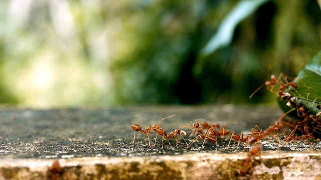 pest control for ants