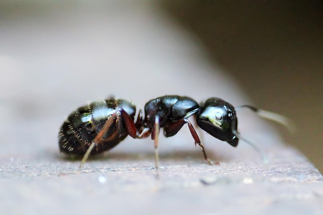 pest control for ants