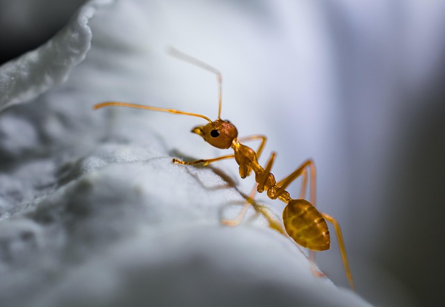 pest control for ants