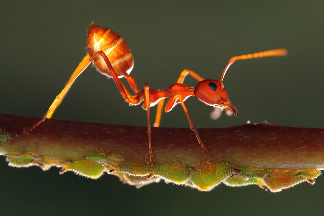 pest-control-for-ants-640x480-95088353.jpeg