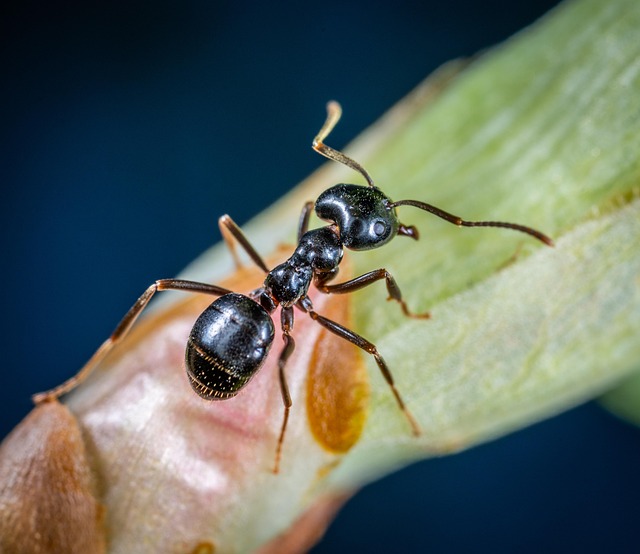 pest control for ants
