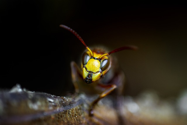Pest Control for Apartments