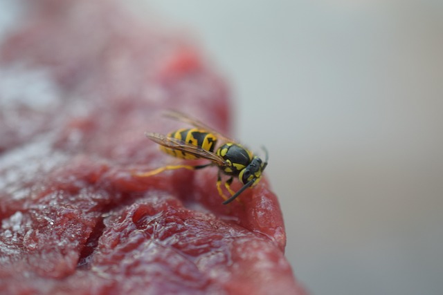 Pest Control for Apartments