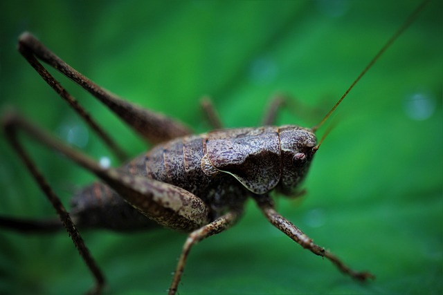 Pest Control for Apartments