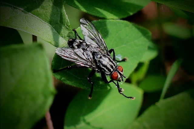 Pest Control for Apartments