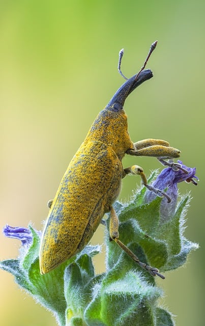 Pest Control for Apartments