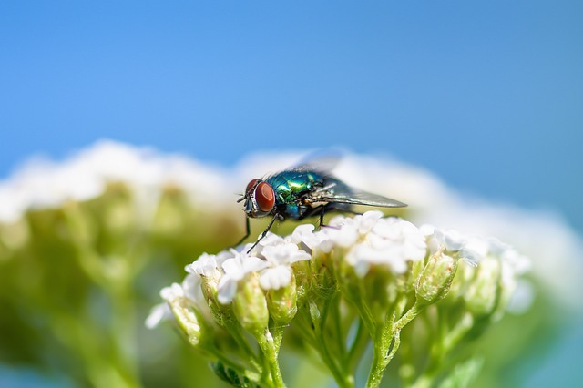 Pest Control for Apartments