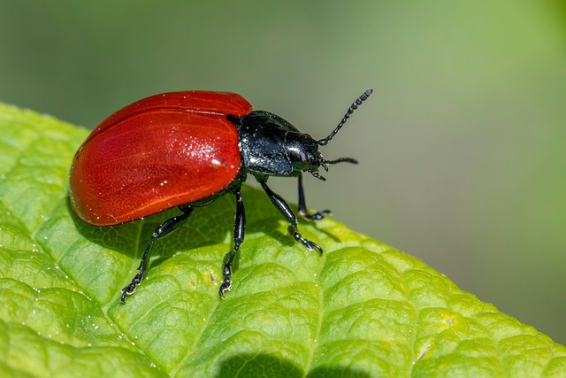 Pest Control Services