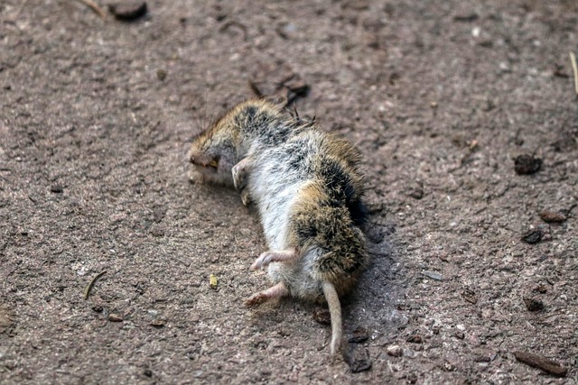Pest Control Services