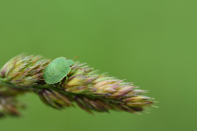 Pest Control Services