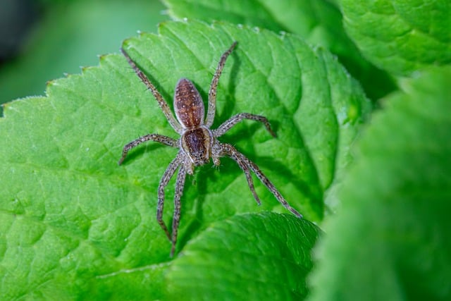 Pest Control Services