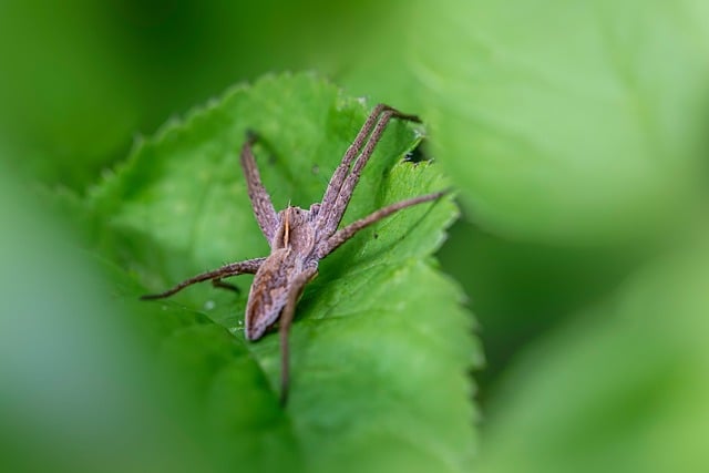 Pest Control Services