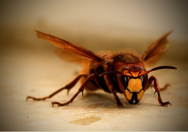 Pest Control Services