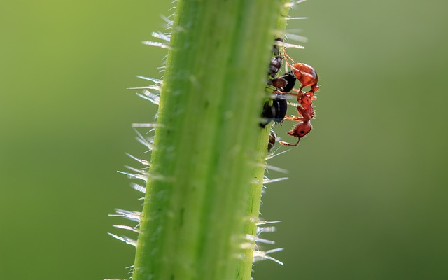 Pest Control Services