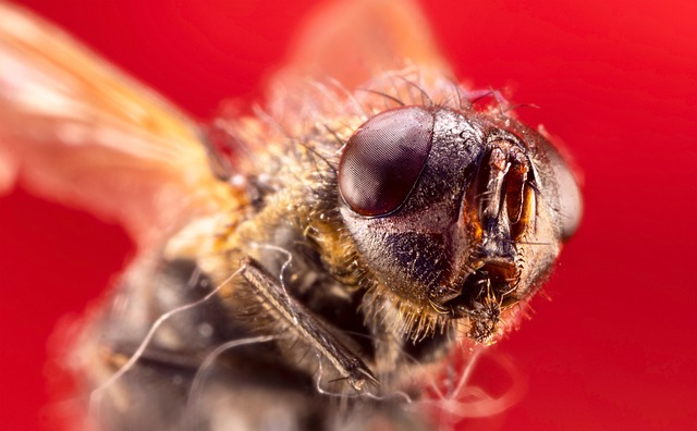Pest Control Services