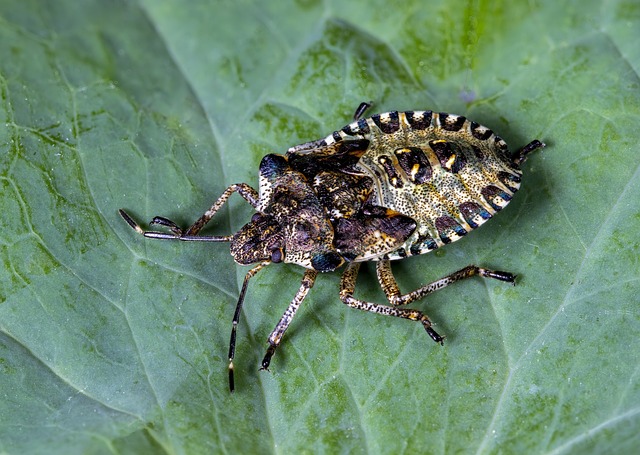 Pest Control Services