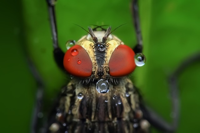pest exterminator