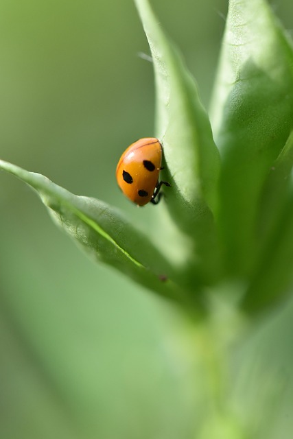 pest-exterminator-640x480-19948647.jpeg