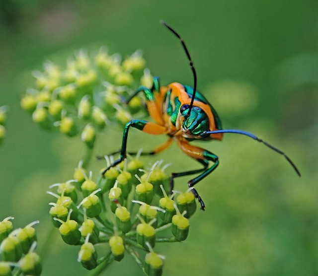 pest exterminator