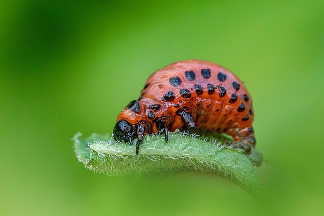 pest exterminator