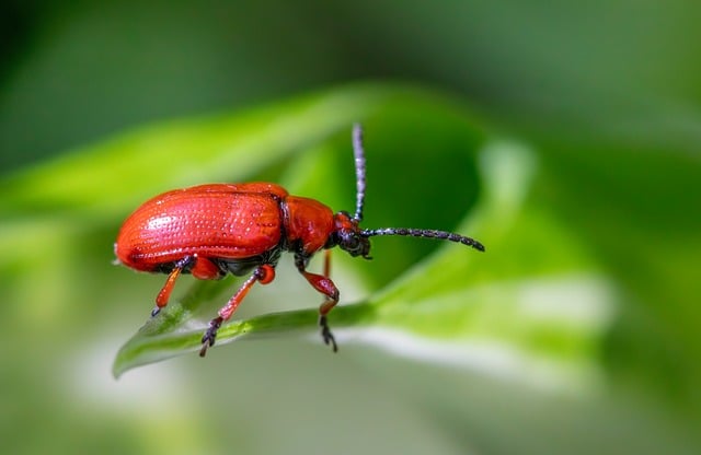 pest exterminator