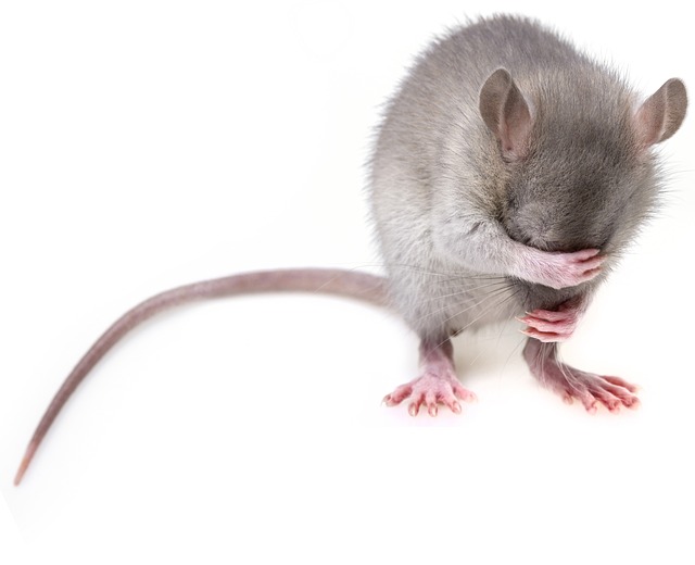 pest exterminator