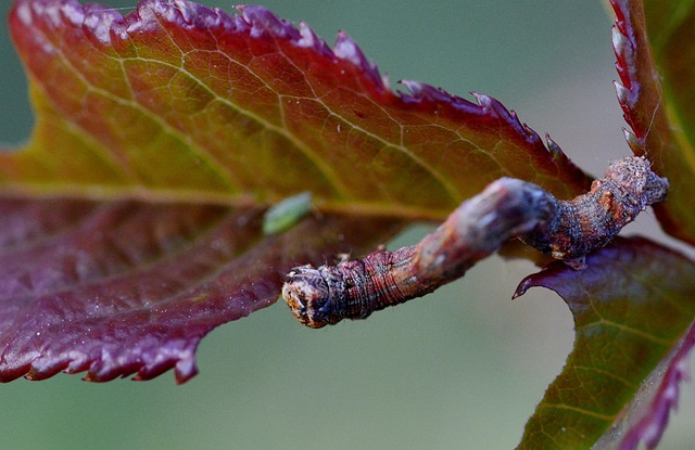 pest exterminator