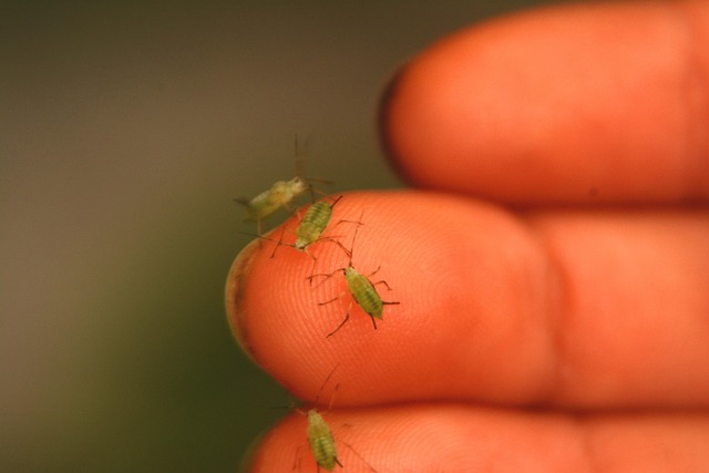 pest exterminator