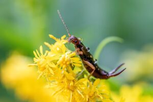 Pest Exterminator Services: Comprehensive Guide to Effective Bug Control