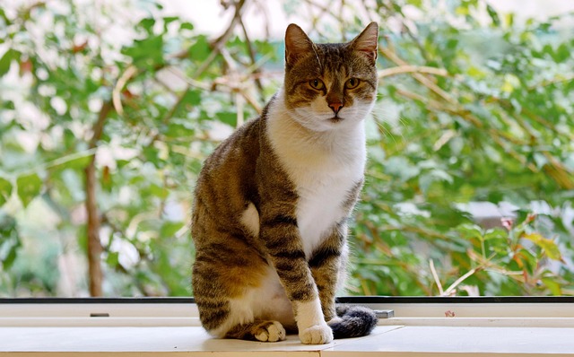 pet-sitting-640x480-24243705.jpeg