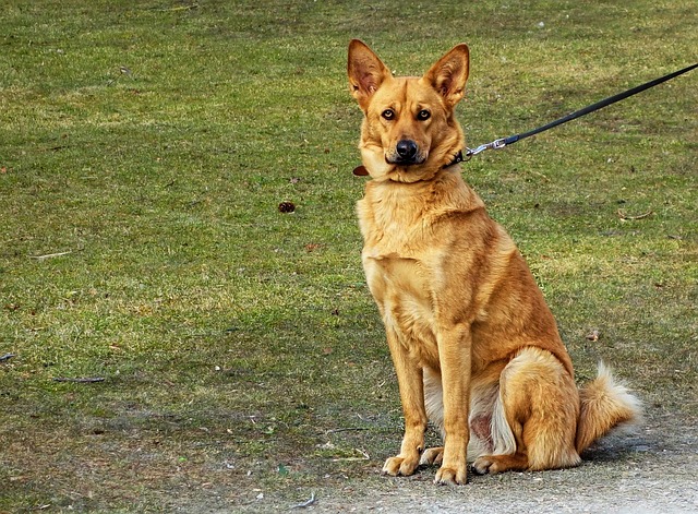 pet-sitting-640x480-3396884.jpeg
